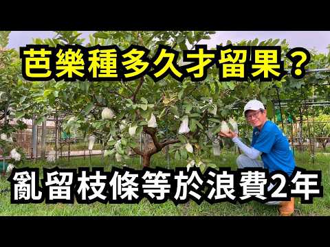 種芭樂急著留果等於白種！長多大才留果？先留枝條顧樹型，後期果實才會長的多！| 阿星種植