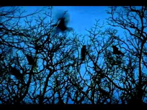 REDNEX - The Spirit of the Hawk