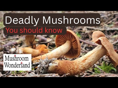Deadly Mushrooms you should know