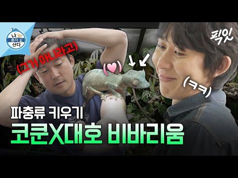 [나혼자산다] 코쿤, 처음 본 도마뱀한테 간택 당한 썰 MBC240419방송
