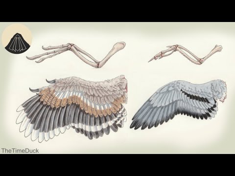 How Bird Wings came from Dinosaurs