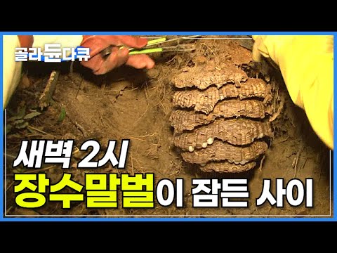속이 꽉 찬 장수말벌 집을 채취하는 가장 효율적인 방법│곤충계 최상위 포식자 장수말벌 사냥하기│골라듄다큐│#골라듄다큐