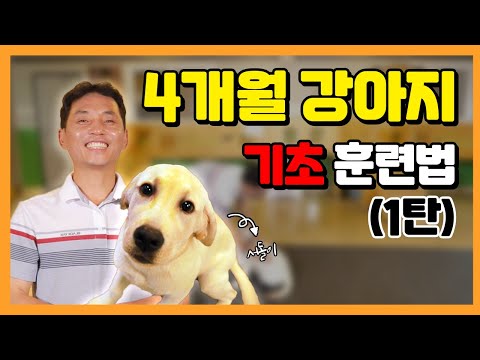 4개월 반려견 훈련법 전격공개!!! [이찬종TV EP.07]