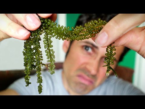 SEA GRAPES - Exploring YouTube's Favorite Seaweed