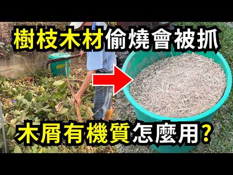 樹枝廢木料不能偷燒怎麼辦?用碎木機做成木屑，再用腐熟木屑有機質種木瓜，土壤保肥更健康| 阿星種植