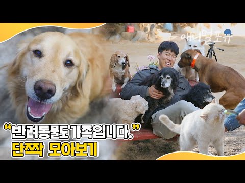 "반려동물도 가족입니다!" 단짝과 가족이 된 사연 모아보기 | 버리지 마세요. 사지 마세요. 신중히 입양하세요. | 동물극장 단짝 모음 | KBS 단짝 2022 방송