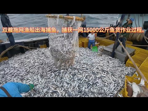 1200马力双艘拖网渔船捕鱼，捕获一网15000公斤鱼货。Two 1,200-horsepower trawlers caught a net of 15,000 kilograms of fish.