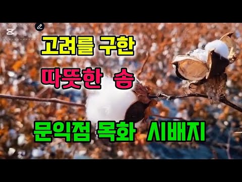고려를 구한 따뜻한 솜, 문익점 목화 시배지 이야기(문익점 목화 시배지의 영상 사용)
