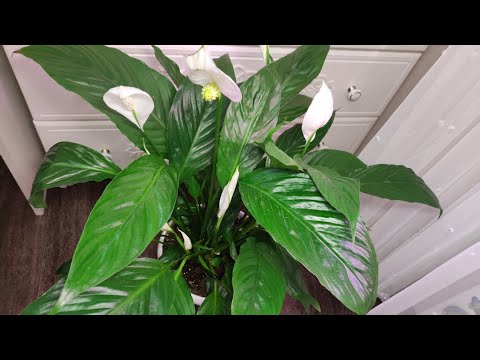 СПАТИФИЛЛУМ НЕ ЛЮБИТ Эти 7 Вещей, ЖАЛЕЮ, что РАНЬШЕ об этом не знала!