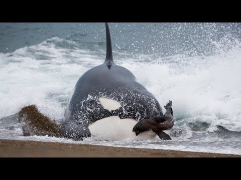 Silent sea hunters – killer whales in action! Killer whales against seals, dolphins, sharks, and ...