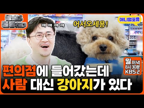 '편의점'을 갔더니 '강아지'가 인사를 한다 ㅋㅋㅋㅋ I KBS 2TV 동물은 훌륭하다 241216 방송