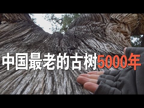 实地探访，中国仅存的5棵5000年古树，都是柏树，全部都在陕西