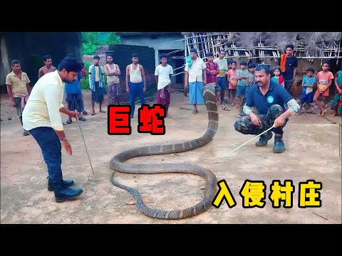 3米长眼镜蛇王袭击印度村庄，8人送医抢救，捕蛇人大合集#documentary #印度 #动物 #纪录片 #snake #蟒蛇