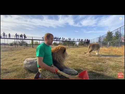 Лев Чук заступился за Человека Льва ! Львица Стерва мешает УБИРАТЬ САВАННУ !