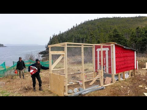 Bringing 6 Pigs and 24 Chickens to an Off-Grid Island