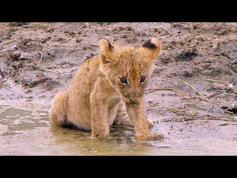 障害をもって生まれた子ライオン。想像を絶する痛みと苦しみの末、衰退しつつある群れを再び頂上へと導く!