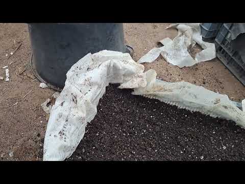 Размножение малины маточным корнем. Закладка корня на хранение.