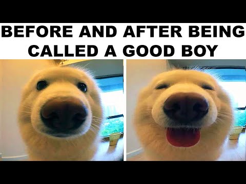 Memes Only Pets Will Understand