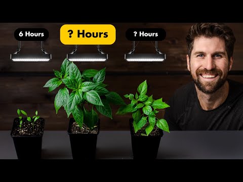 6hrs vs 24hrs: How Many Hours of Light Do Seedlings Need to Thrive?