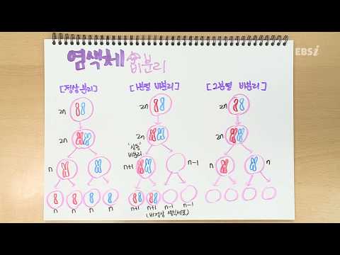 염색체 비분리 | 가볍게 공부하는 박소현의 생명과학 스케치북, 개정 생명과학, 노트필기, 문제풀이 | EBSi 고교강의