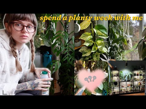 long plant vlog 🪴 i got a wishlist plant, trellising hoya, & releasing beneficials for the mealies 🐛