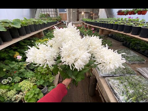 DON'T THROW AWAY A BOUQUET OF FLOWERING CHRYSANTHEMUMS! I'll show you how to root them in detail!