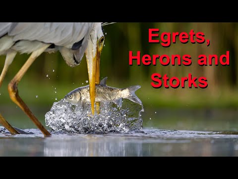 Filmed at the Cinema Hide on Bence Mate's Farm in Hungary. A spectacular hide with its own lighting.