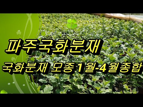 29.파주국화분재 국화분재모종구입 1월부터4월 까지종합수형만들기 010~4114-1554