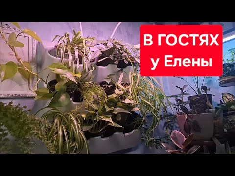 Рубрика "В гостях". Цветочные лайфхаки, берём на заметку. Видео от 12.12.2025г.