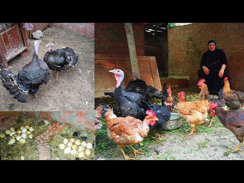 طلعت على السطوح وتصدمت ووقفت وقفة ودعيت وقولت يارب