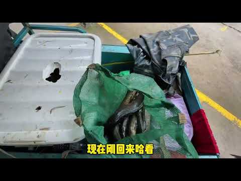 视频有点长,准备好流量,本期全程无尿点! #真实户外 #户外捕鱼 #户外 #原来抓鱼也可以很轻松