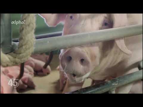 NDR: Eine Zuchtsau zurück ins normale Leben