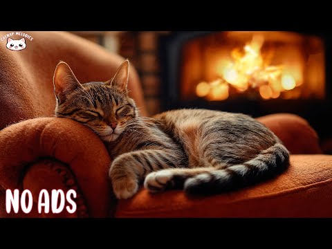 Anti-Anxiety Music For Cat: Relaxing Music to Keep Your Kitty Calm and Happy And Sleep Better 🌼