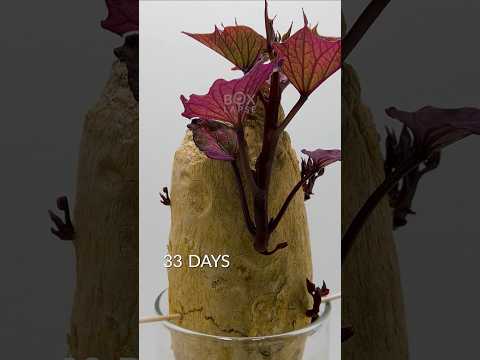 237 days in 42 seconds - Sweet potato