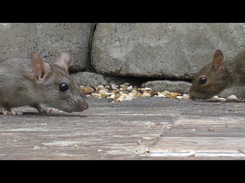 Rats vs Squirrels - Attacks! FYV #rats #ratslife