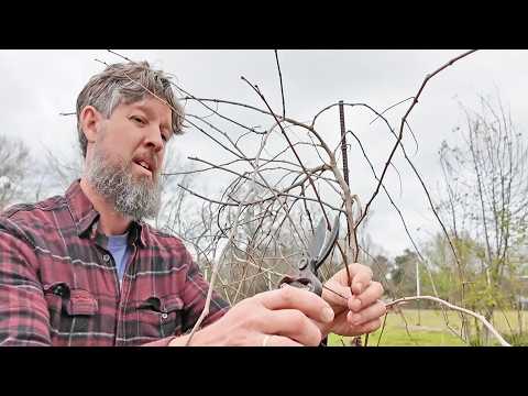 Pruning Muscadine Grapes (Simple Tips for Home Gardeners)