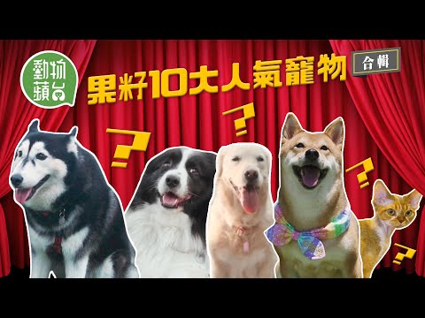 人氣寵物—金毛尋回犬狗界最溫柔善良暖男 怕羞俄羅斯藍貓 日本柴犬同秋田犬撞樣點樣分？ 幼年期注意犬隻訓練防護食攻擊問題 #動物蘋台─果籽 香港 Apple Daily─原刊日期：20200316