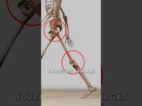 The most important hip extensor you’ve never heard of.