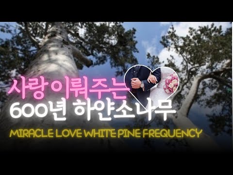 💝수면시 들으면 애인이 생기는 기적의 연애운 주파수 명상✨️ 재회/재혼 성공하고 백년해로한다