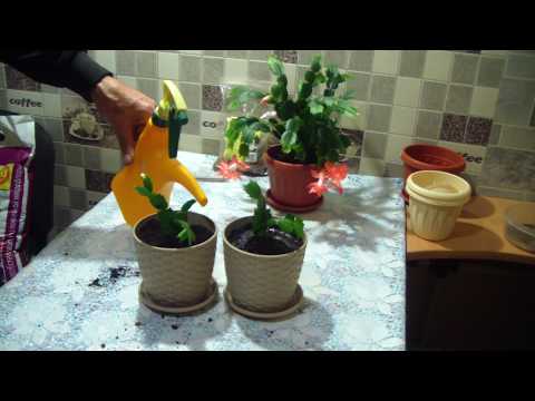 Schlumbergera. Decembrist from cuttings.