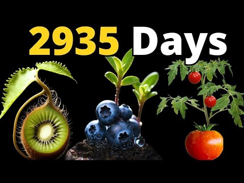 8 YEARS of Growing Plants in TIMELAPSE (Compilation)