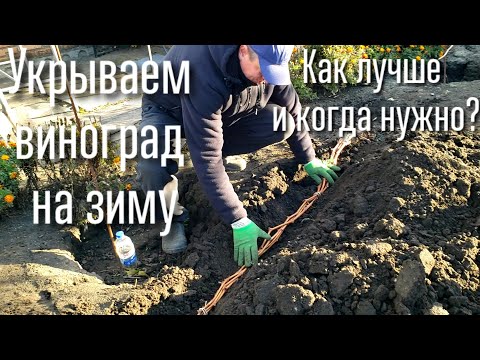 Когда и как укрывать виноград на зиму. Укрытие молодых и старых кустов. Обработка перед укрытием