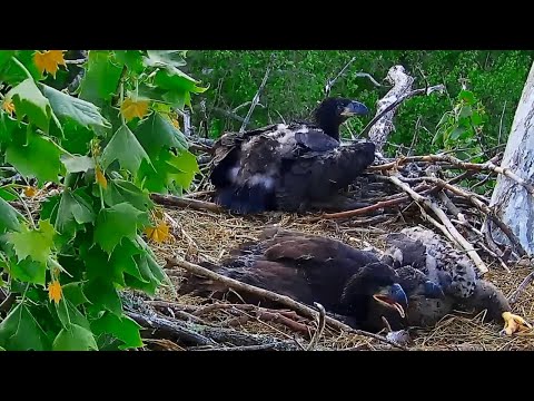 EP#248 #baldeagle Review birds in nest with nature #birdslovers #birdsounds #birdsnest #wildbirds