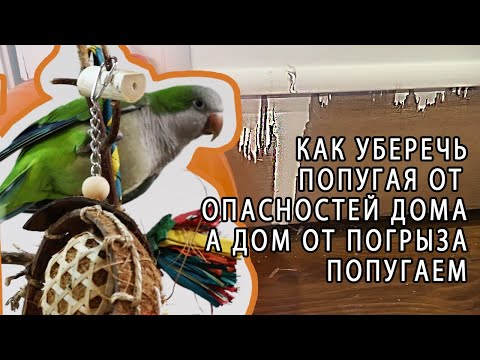 КАК ОБЕЗОПАСИТЬ КОМНАТУ ДЛЯ ПОПУГАЯ И МИНИМИЗИРОВАТЬ ПОРЧУ ИМУЩЕСТВА ОТ ПОПУГАЯ