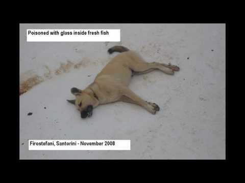 Greek Animal Torture & the Start of the Poisoning Season