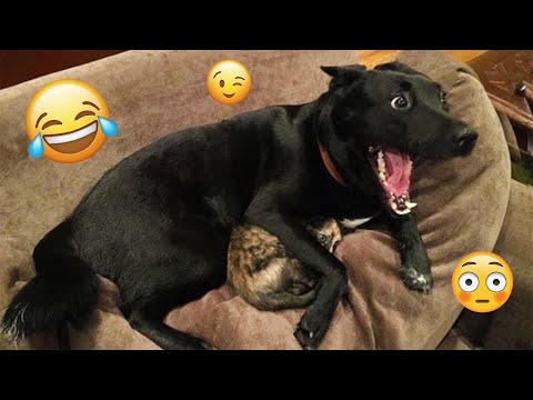 I dare you not to LAUGH at these FUNNY DOGS 😁🦮 - Best Funny Animals Videos 2025 #115