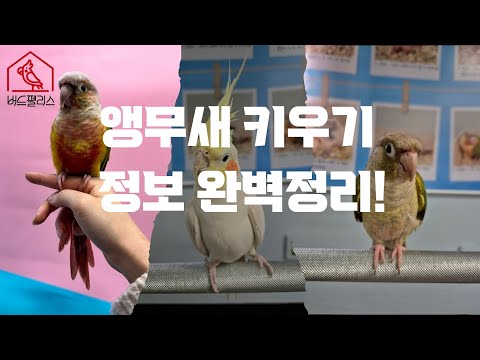 실제 버드펠리스 앵무새 분양과정!  with 설명 #앵무새 #앵무새키우기 #앵무새분양 #앵무새정보