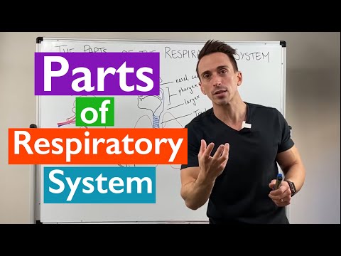 Parts of the Respiratory System - Overview