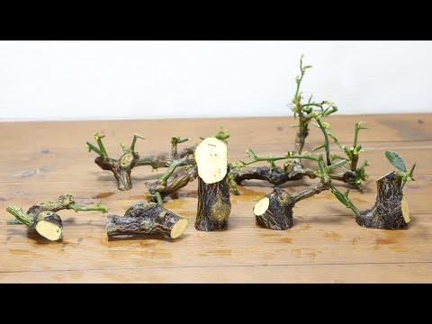 挿し木の実験(Cutting experiment)　　キンズの太い幹の挿し木(Cuttings from the thick trunk of Kinzu)