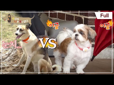 [Full] 세상에 나쁜 개는 없다 - 사냥개 라이카 형제와 위기의 시츄